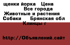 щенки йорка › Цена ­ 15 000 - Все города Животные и растения » Собаки   . Брянская обл.,Клинцы г.